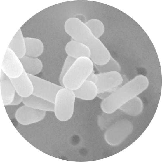 Close-up microscopic view of probiotic bacteria, showing oval-shaped cells clustered together